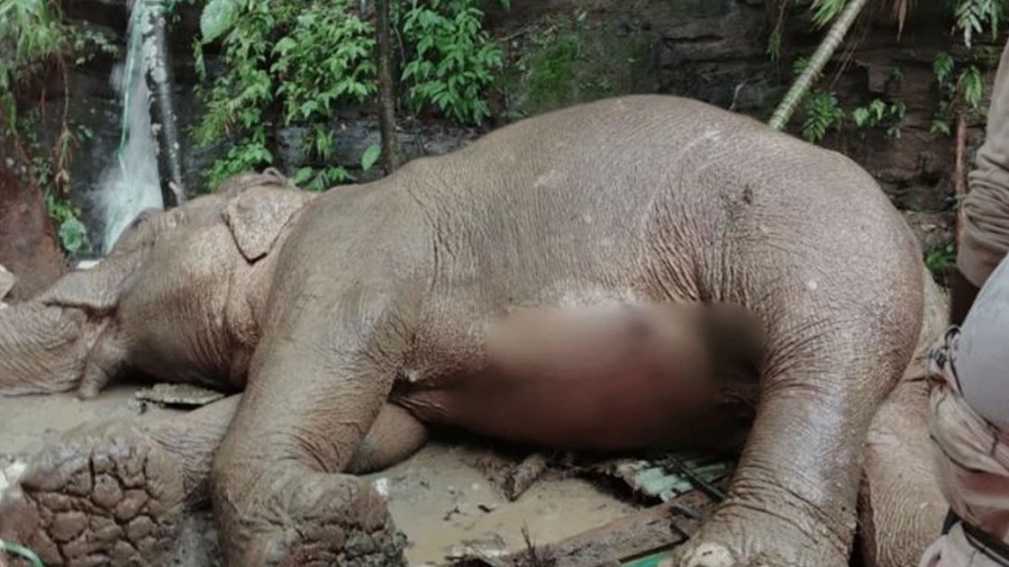 টেকনাফে পাহাড় থেকে পড়ে আহত হাতির মৃত্যু