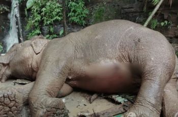 টেকনাফে পাহাড় থেকে পড়ে আহত হাতির মৃত্যু