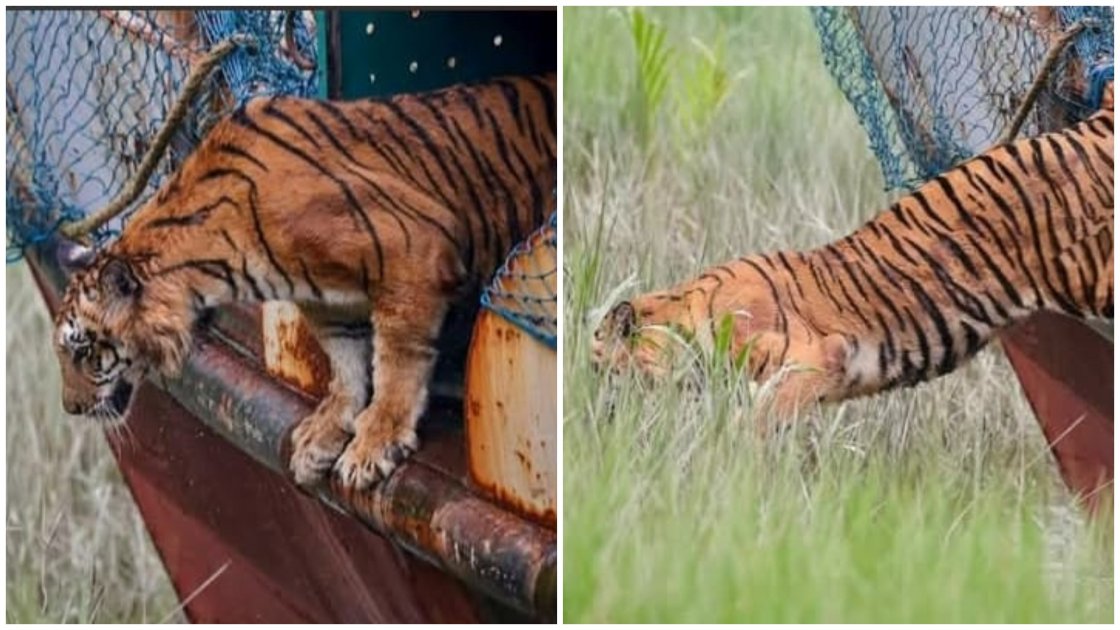 সুন্দরবনে অবমুক্ত বাঘিনীকে পর্যবেক্ষণের নতুন পরিকল্পনা