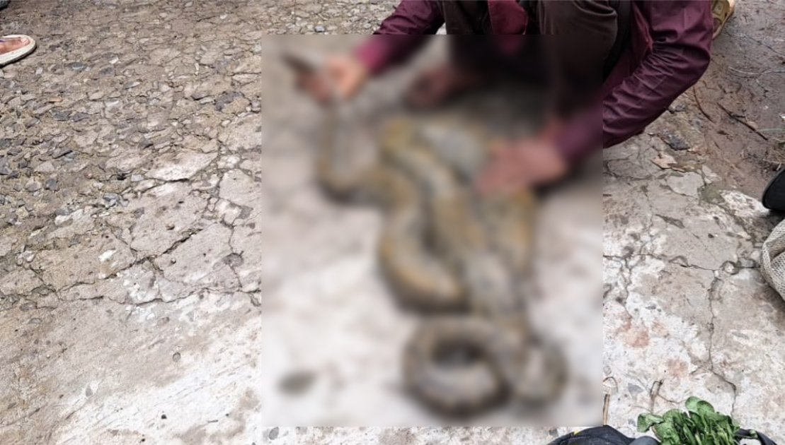 সুন্দরবন থেকে উদ্ধার ৯ ফুটের অজগর সাপ