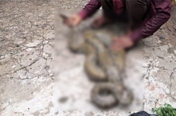সুন্দরবন থেকে উদ্ধার ৯ ফুটের অজগর সাপ