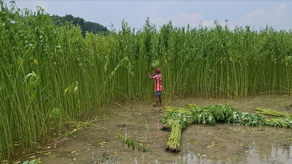 রাজবাড়ীতে পাটের ফলন ভালো, কিন্তু দাম নিয়ে কৃষকদের শঙ্কা