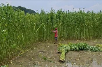 রাজবাড়ীতে পাটের ফলন ভালো, কিন্তু দাম নিয়ে কৃষকদের শঙ্কা