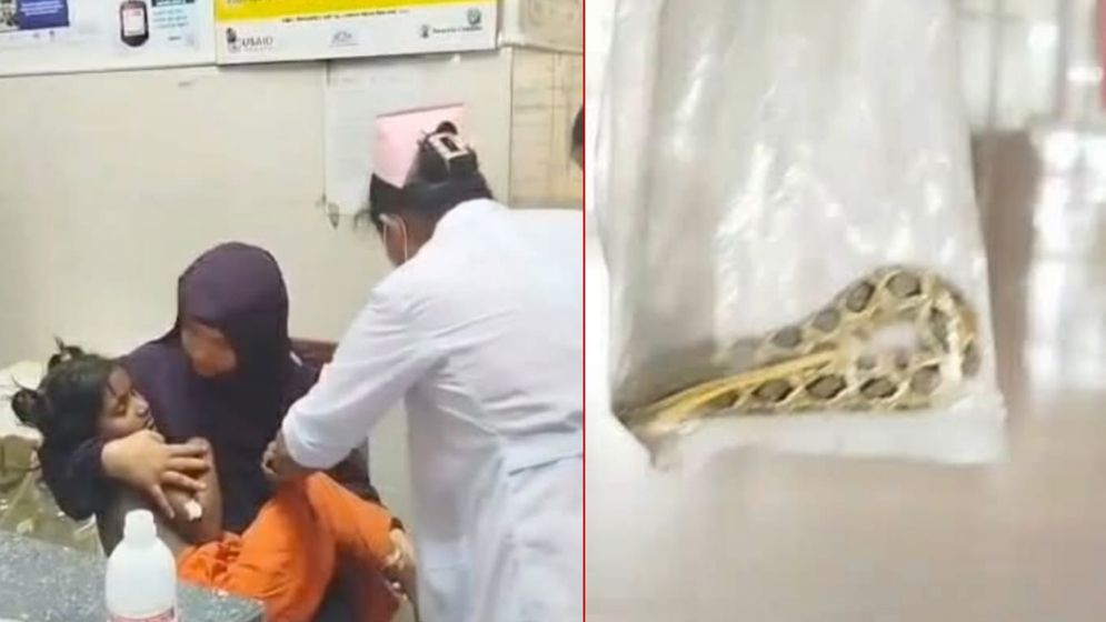 ফরিদপুরে রাসেল ভাইপারের কামড়ে আহত ৭ বছরের শিশু হাসপাতালে ভর্তি