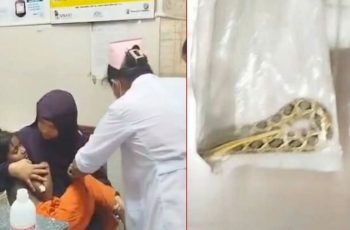 ফরিদপুরে রাসেল ভাইপারের কামড়ে আহত ৭ বছরের শিশু হাসপাতালে ভর্তি