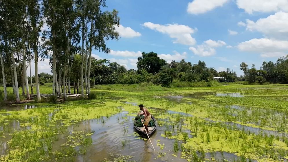 চলনবিলে চায়না দুয়ারি জালে পোনা মাছ নিধন অব্যাহত