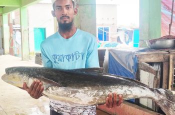 ২০ কেজির সামুদ্রিক শোল মাছ ১৪ হাজার টাকায় বিক্রি