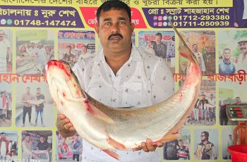 দৌলতদিয়ায় ১০ কেজির বিরল ঢাই মাছ ৫৮ হাজার টাকায় বিক্রি