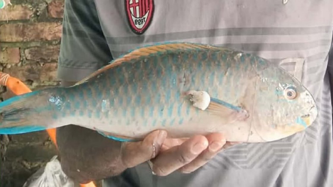 বঙ্গোপসাগরে ধরা পড়ল বিরল প্যারটফিশ