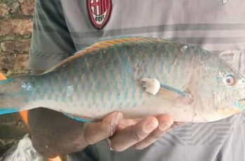 বঙ্গোপসাগরে ধরা পড়ল বিরল প্যারটফিশ