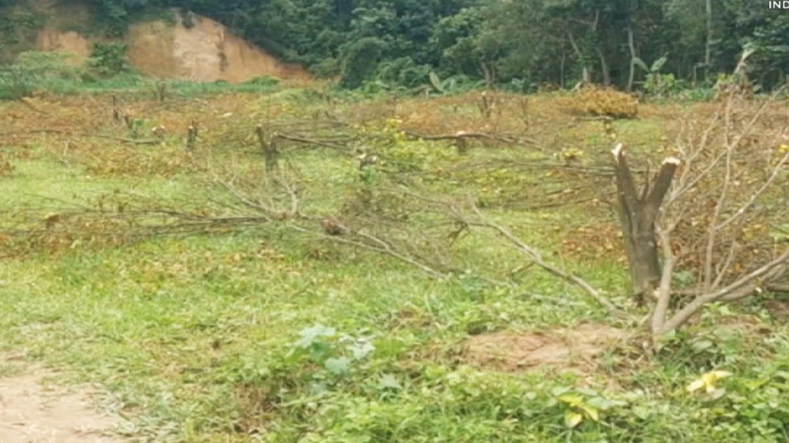 বন বিভাগ কর্তৃক ৬ শতাধিক গাছ কাটার ঘটনায় ক্ষোভ প্রকাশ