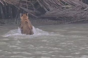 সুন্দরবনে ফের দেখা মিলল রয়েল বেঙ্গল টাইগারের