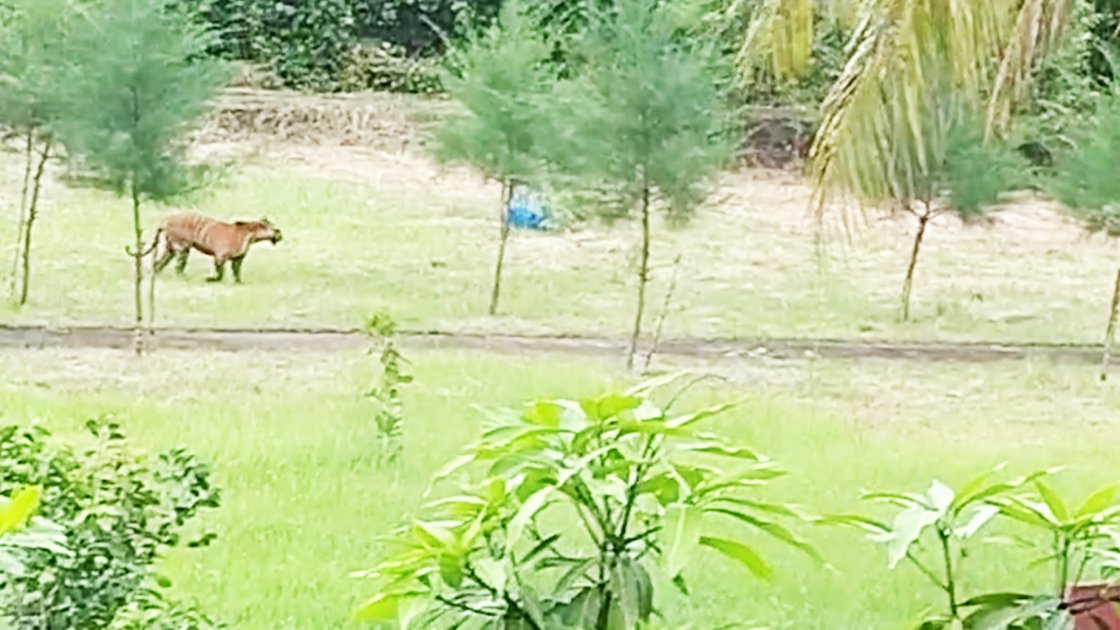 সুন্দরবনে বাঘের অবাধ বিচরণ: নতুন আশার আলামত