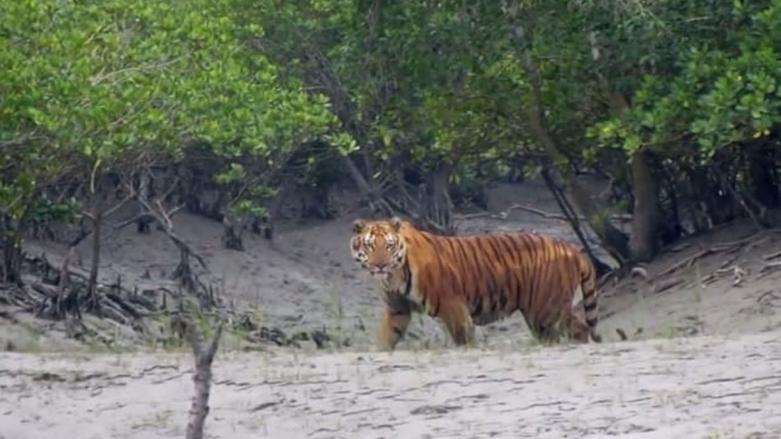 সুন্দরবনে রয়েল বেঙ্গল টাইগারের সংখ্যা বেড়েছে ১১টি