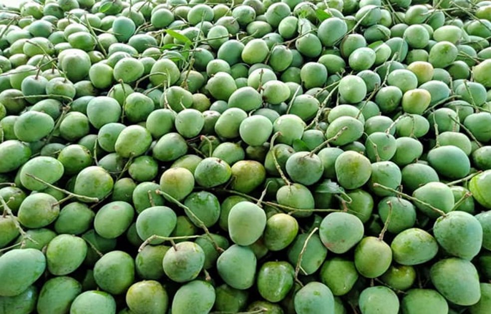 চাঁপাইনবাবগঞ্জে আমের দাম নিয়ে চাষিদের হতাশা