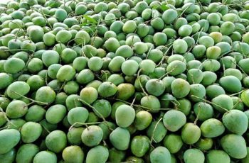 চাঁপাইনবাবগঞ্জে আমের দাম নিয়ে চাষিদের হতাশা