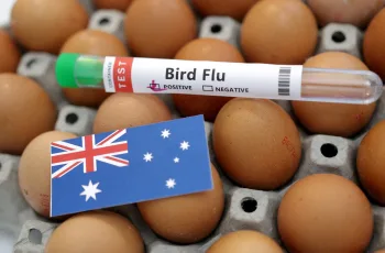 অস্ট্রেলিয়ায় H5N1 পাখি ফ্লু ছড়ানোর সতর্কতা