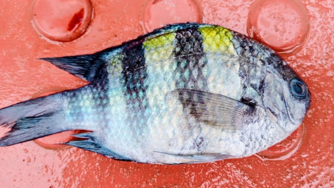 বঙ্গোপসাগরে ধরা পড়ল আকর্ষণীয় ‘সার্জেন্ট মেজর ফিশ’