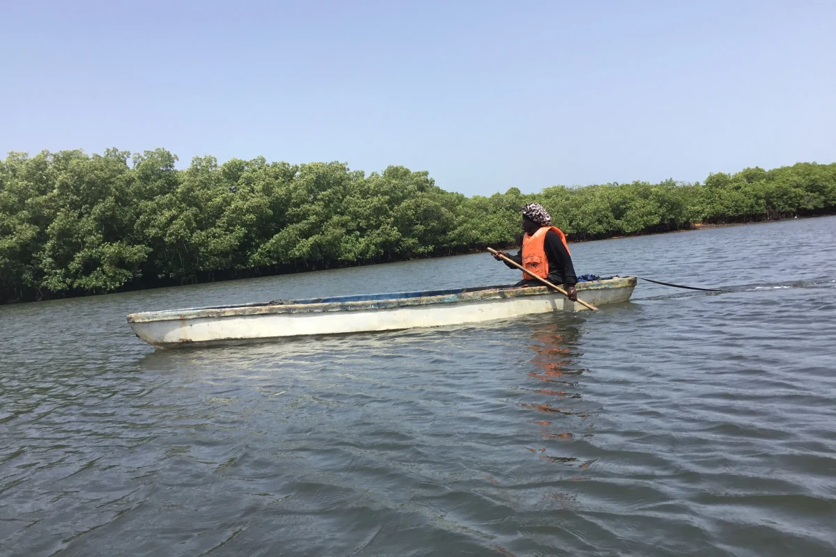 গাম্বিয়ার নারীরা বাঞ্জুলের ম্যানগ্রোভ পুনরুদ্ধারে কাজ করছে