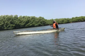 গাম্বিয়ার নারীরা বাঞ্জুলের ম্যানগ্রোভ পুনরুদ্ধারে কাজ করছে
