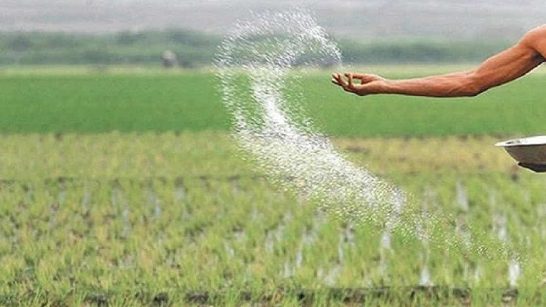 বরিশালে ভেজাল সারের দাপট বৃদ্ধি পাচ্ছে