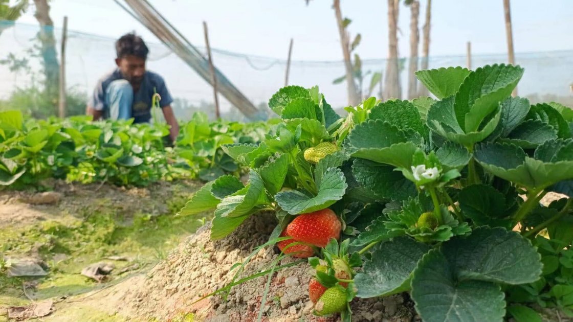 জয়পুরহাটে আদিবাসী নারীদের স্ট্রবেরিভিত্তিক উদ্যোক্তা প্রকল্পের উদ্বোধন