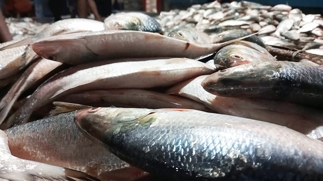 পটুয়াখালীর সাগরে ধরা পড়ল ৪৬ মণ ইলিশ