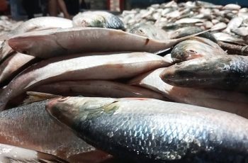 পটুয়াখালীর সাগরে ধরা পড়ল ৪৬ মণ ইলিশ