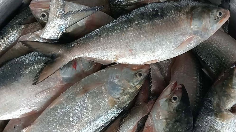 ৪৬ মণ ইলিশের বিশালCatch, বিক্রি ৪৮ লাখ ৫০ হাজার টাকায়