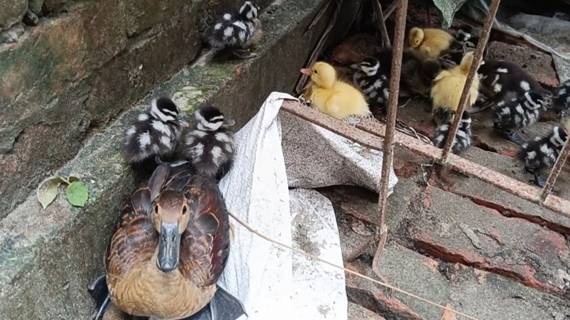 কলাপাড়ায় ৯ ছানাসহ মা বালিহাঁস উদ্ধার