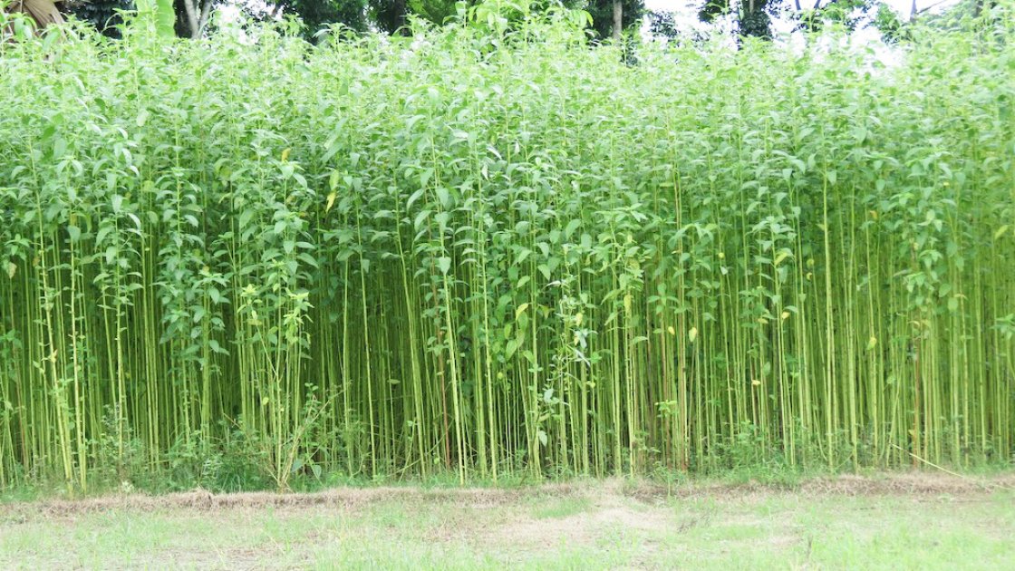 পাটের ফলন ভালো, কিন্তু দাম নিয়ে দুশ্চিন্তায় কৃষকরা