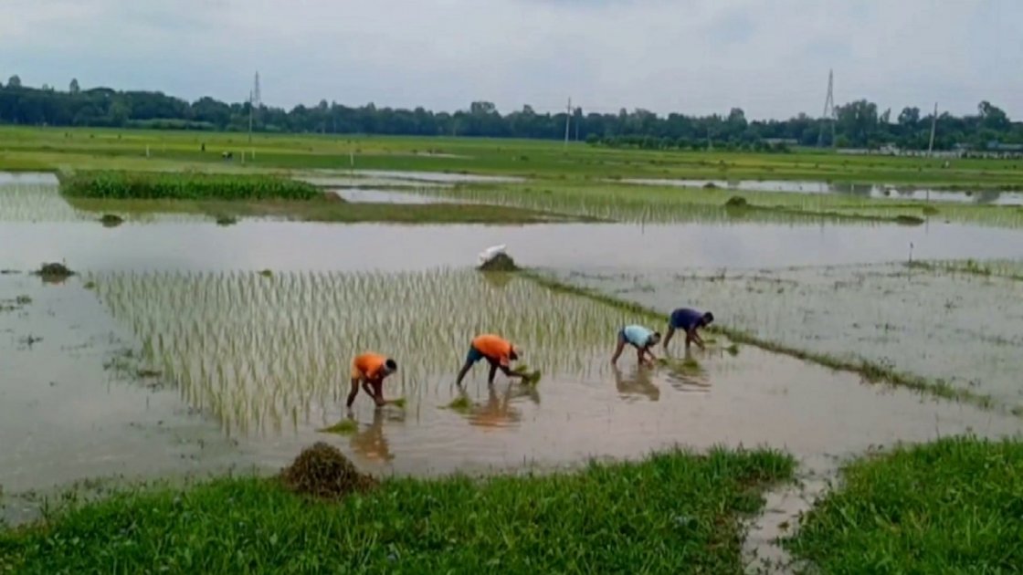 মৌলভীবাজারে জলাবদ্ধতায় অনিশ্চিত আমন আবাদ