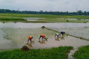 মৌলভীবাজারে জলাবদ্ধতায় অনিশ্চিত আমন আবাদ