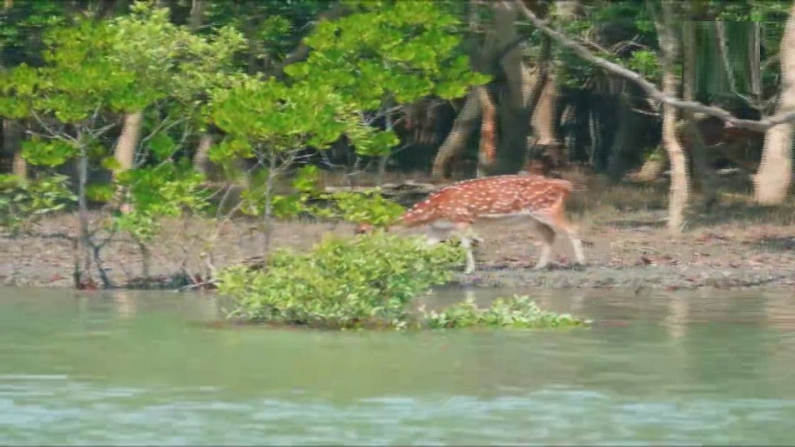 সুন্দরবনের জীববৈচিত্র্য রক্ষায় বড় বাধা বন্যপ্রাণী শিকার