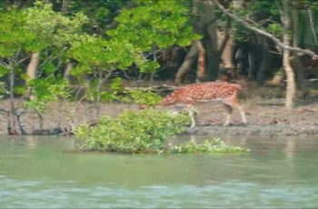 সুন্দরবনের জীববৈচিত্র্য রক্ষায় বড় বাধা বন্যপ্রাণী শিকার