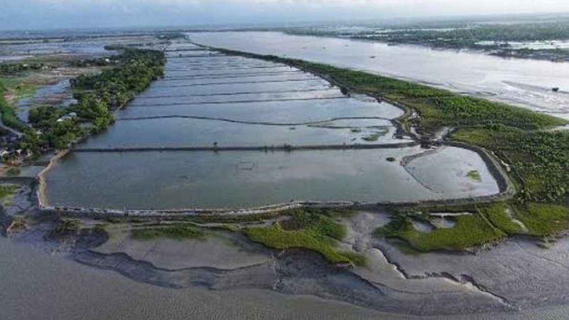 মোংলায় চিংড়ি ঘেরে মড়ক, চাষিরা সংকটে