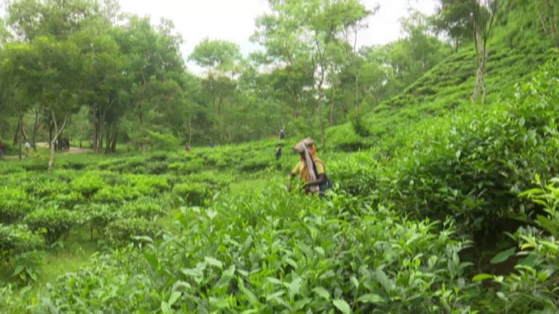 চা শ্রমিকদের দৈনিক মজুরি ৫০০ টাকায় নির্ধারণের দাবি