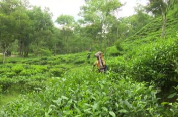 চা শ্রমিকদের দৈনিক মজুরি ৫০০ টাকায় নির্ধারণের দাবি