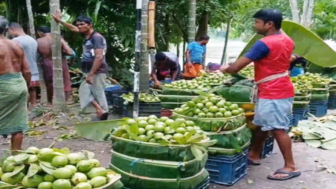 ঝালকাঠিতে পেয়ারা বিক্রি তিন বছরে অর্ধেকে নেমেছে