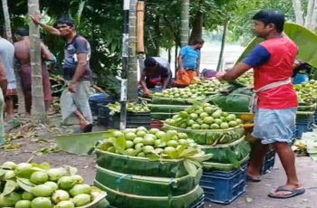ঝালকাঠিতে পেয়ারা বিক্রি তিন বছরে অর্ধেকে নেমেছে