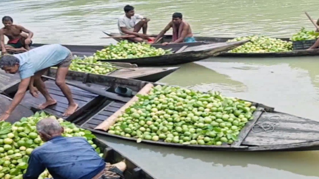 পিরোজপুরের ভাসমান হাটে পেয়ারার বিক্রি বৃদ্ধি, সংরক্ষণাগার নির্মাণের দাবি