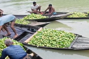 পিরোজপুরের ভাসমান হাটে পেয়ারার বিক্রি বৃদ্ধি, সংরক্ষণাগার নির্মাণের দাবি