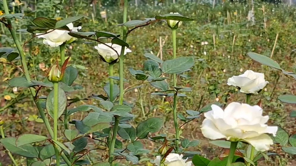 শেরপুরের গারো পাহাড়ে বাণিজ্যিক গোলাপ চাষ শুরু