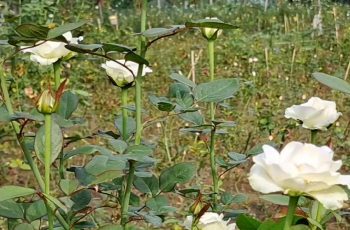 শেরপুরের গারো পাহাড়ে বাণিজ্যিক গোলাপ চাষ শুরু