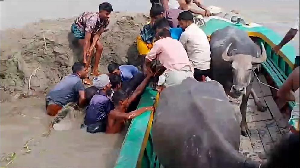 বাউফলে বিষ প্রয়োগে ৩ মহিষের মৃত্যু, অসুস্থ ৩০টি