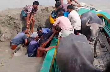 বাউফলে বিষ প্রয়োগে ৩ মহিষের মৃত্যু, অসুস্থ ৩০টি