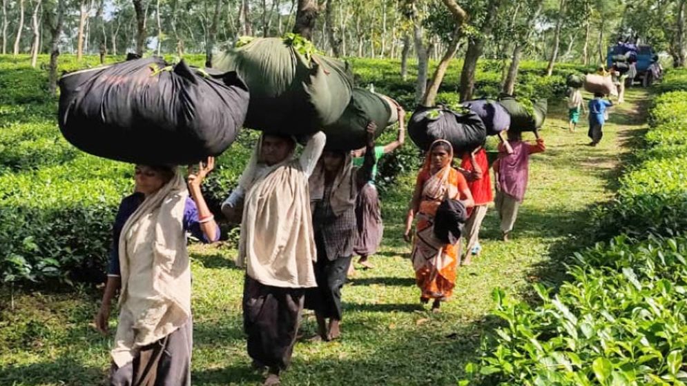 চা শ্রমিকদের অধিকার প্রতিষ্ঠার দাবিতে সংগ্রাম অব্যাহত