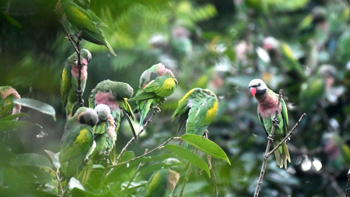 খাগড়াছড়িতে টিয়া পাখির নিরাপদ অভয়ারণ্য গড়ে উঠেছে