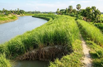 বিন্না ঘাস: নদী-খালের পাড় রক্ষায় কতটা কার্যকর হবে?