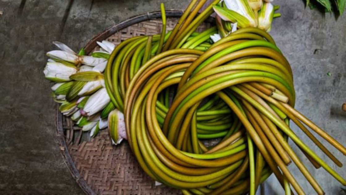 গোপালগঞ্জে শাপলা চাষে কোটি টাকার বাণিজ্য
